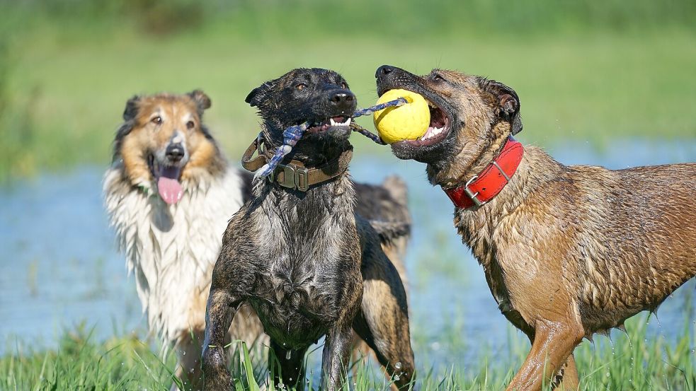 Spielen am Wasser: Das geht an manchen Orten in der Region. Symbolfoto: Pixabay