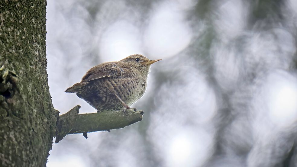 Auch im Winter bei uns: der Zaunkönig. Foto: imago images/STAR-MEDIA