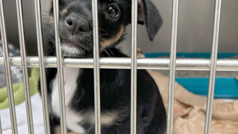 Haustiere, die verhaltensauffällig sind, landen häufig im Tierheim – das beklagt der Tierschutzverband Niedersachsen. Foto: DPA/Tierschutzverein für Berlin