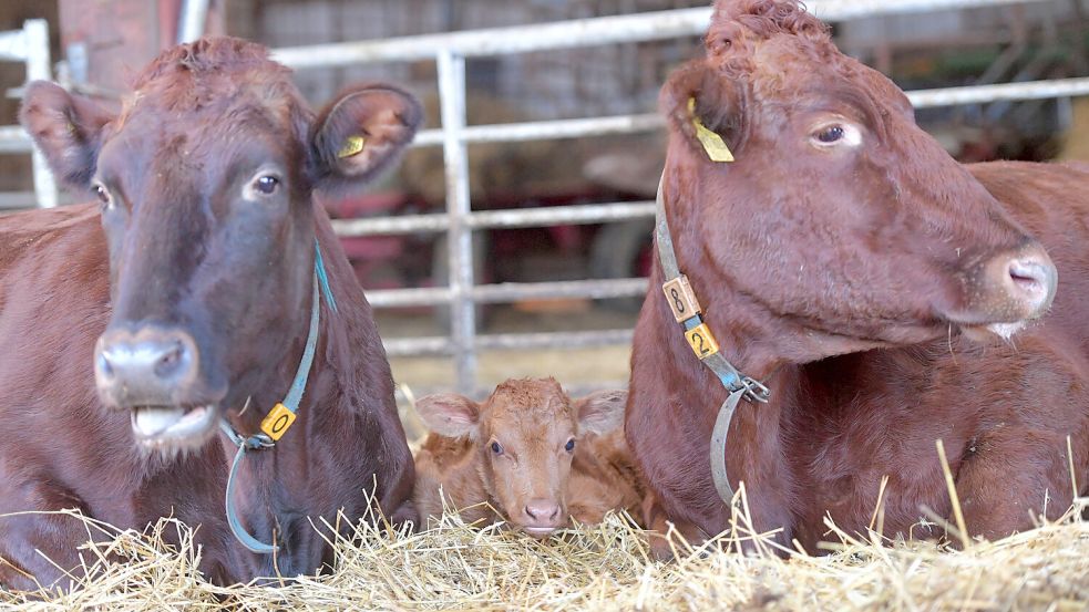 Frisch geboren: Dieses Kälbchen ist erst wenige Tage alt. Foto: Ortgies