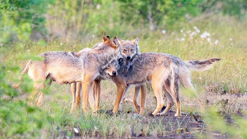 Die Wolfsfamilie trifft sich kurz vor Sonnenuntergang: Das Goldenstedter/Barnstorfer Rudel im Moor. So könnte auch das Rudel im Raum Damme aussehen. Foto: M. Niehues