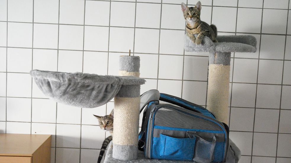 Auch im Borkumer Tierheim – diese Aufnahme stammt von 2022 aus dem mittlerweile abgerissenen Kittenzimmer – werden immer wieder kleine Katzen aufgenommen. Foto: Archiv/Ferber