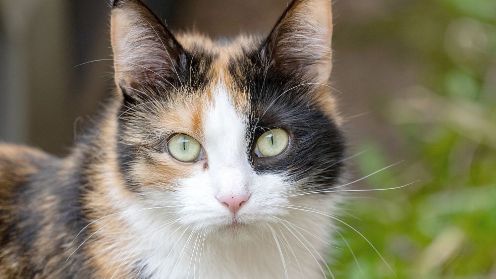 In Emden gibt es viele Katzen, auch wilde. Foto: Sauer/dpa