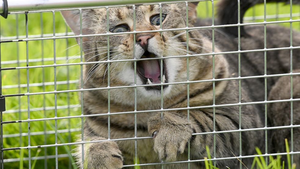 Kampf gegen die Katzenschwemme und das Katzenelend: Tierschützer fangen die verwilderten Tiere in Lebendfallen und setzen sie später – kastriert – wieder aus. Symbolfoto: DPA