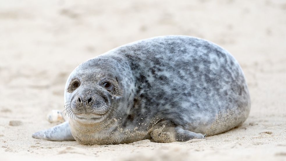 Einer Robbe war es am Strand offenbar zu kalt - und suchte sich deshalb ein wärmeres Plätzchen in einem Hotelzimmer. Foto: dpa/PA Wire/Joe Giddens