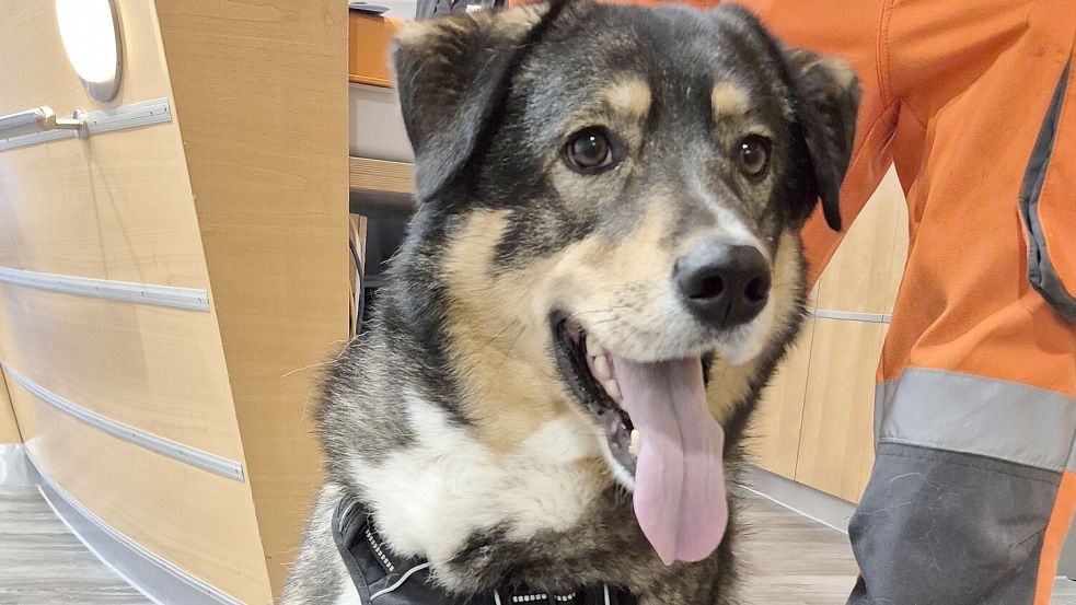 Wer vermisst diesen Hund? Foto: Ullrich
