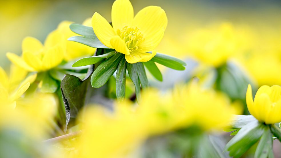 Winterlinge geben schon einmal eine Einstimmung auf die Farben des Frühlings. Foto: Felix Kästle/dpa