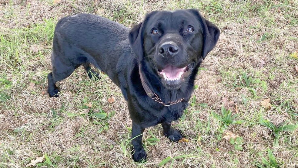 Bei ihren Spaziergängen gehen Hunde immer der Nase nach. Wittern die Vierbeiner vermeintliche Leckerbissen wie Hackfleisch oder Leberwurst, gibt es bei vielen kein Halten mehr. Sind diese gespickt mit Gift oder Nägeln, kann es für die Tiere zu überaus gefährlichen Situationen kommen. Foto: Oltmanns