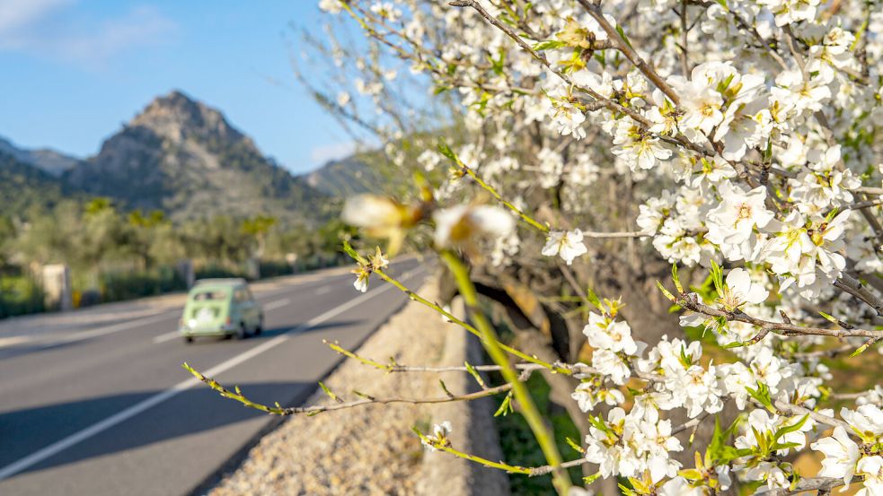 Der „mallorquinische Schnee“, wie die Einheimischen die Mandelblüte nennen, breitet sich vor allem im Hinterland der Inselhauptstadt Palma aus. Foto: IMAGO/Jochen Tack