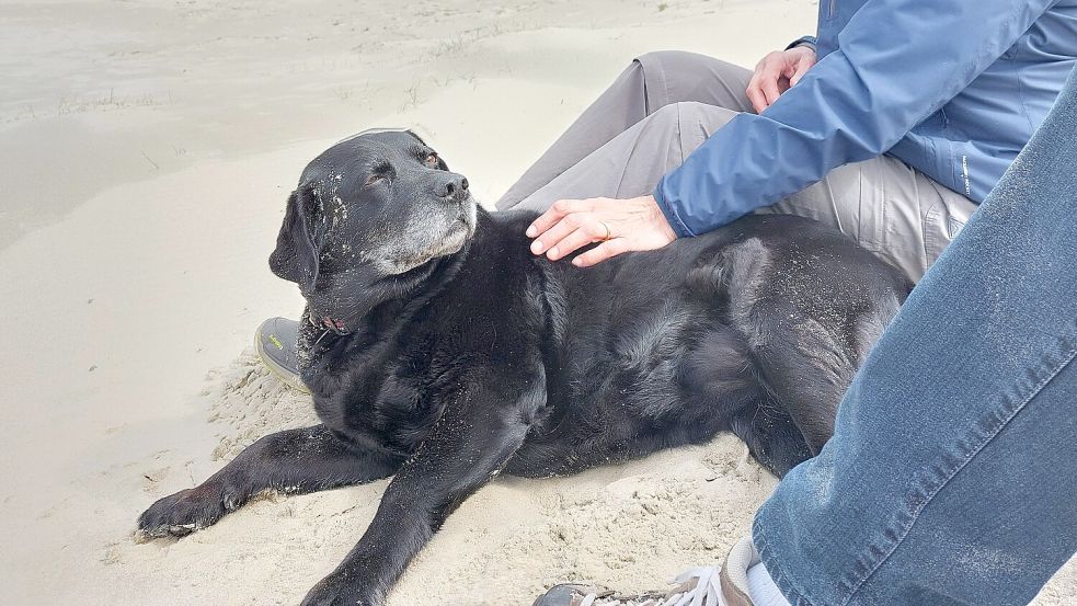Labrador-Hündin Mollie macht sich keine Gedanken über den Gästebeitrag. Foto: Ferber