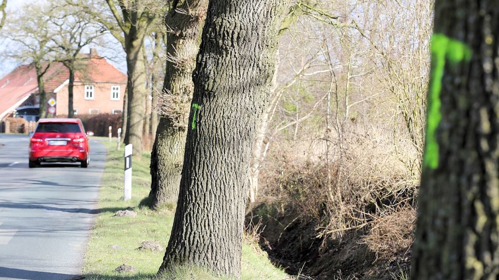 Seit Monaten tragen die meisten Bäume entlang der K104 bis Holtrop ein leuchtend gelbes „T“ auf dem Stamm. Foto: Böning