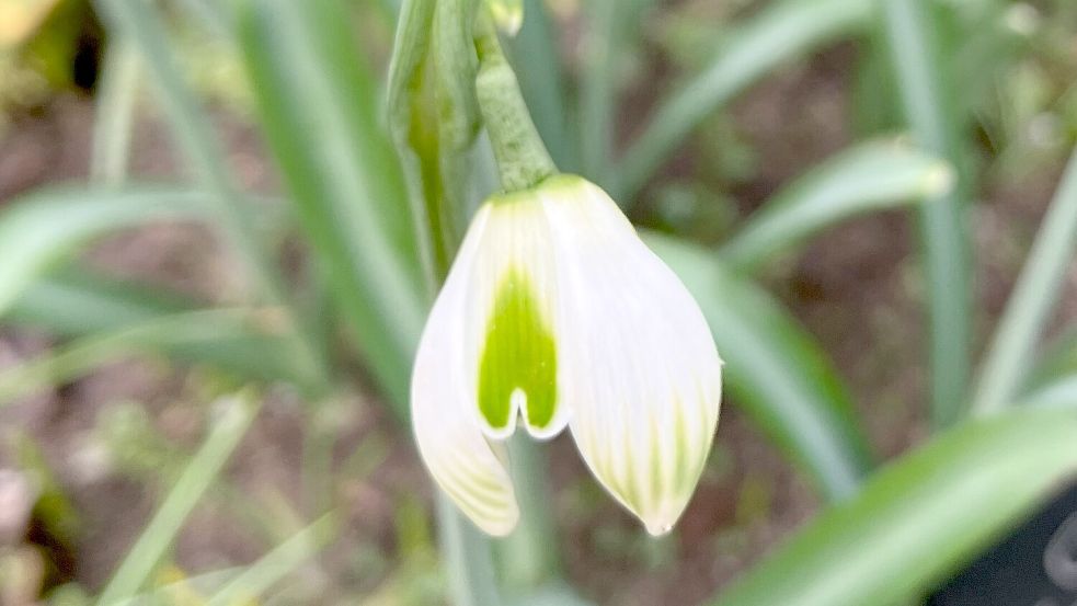 Beim Schneeglöckchen Galanthus Jaquenetta zieren kleine grüne Herzchen die Blütenblätter. Foto: Julia Kuhlmann