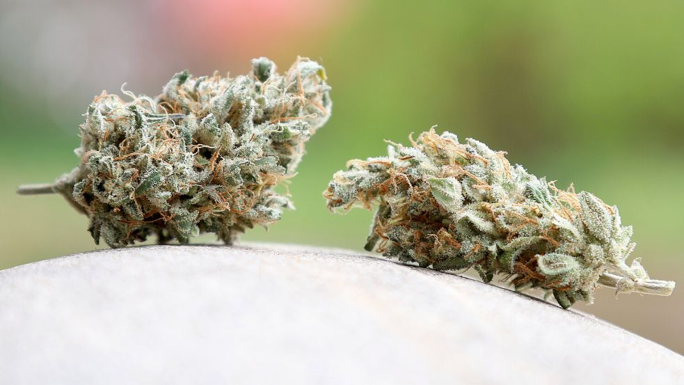 Getrocknete Cannabis-Blüten liegen auf einem Stein. Foto: Karl-Josef Hildenbrand/dpa