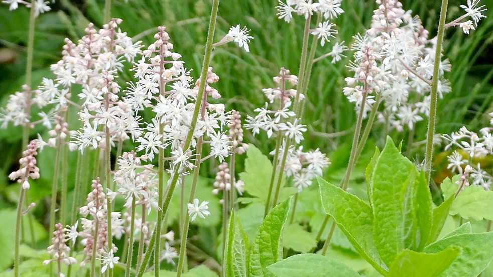 Mit Schatten hat die Schaumblüte (Tiarella cordifolia) kein Problem, nur zu trocken sollte der Standort nicht sein. Foto: GMH/Bettina Banse