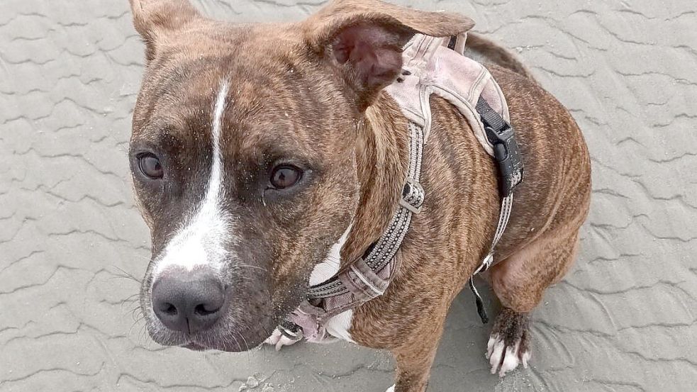 Fühlt sich auch am Strand wohl: Hündin Romy. Foto: Vogt