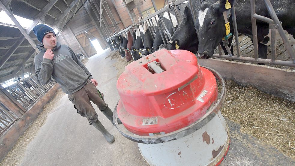 Matis Janßen arbeitet als Geselle auf dem Betrieb von Ihno Groeneveld. Der Futterschieber ist vollautomatisch im Stall unterwegs. Foto: Ortgies