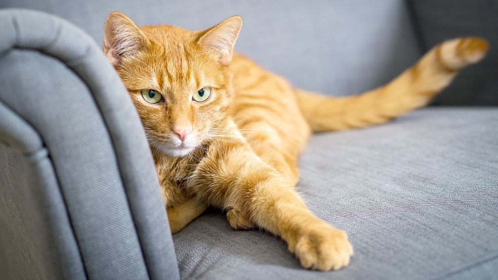 In Leezdorfer wurden zwei rotgetigerte Kater an ihren Ohren verletzt. Foto: DPA
