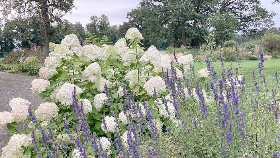 Rispenhortensien wie diese „Limelight“ haben kerzenartige Blüten. Diese Hortensien werden stark zurückgeschnitten. Foto: Julia Kuhlmann