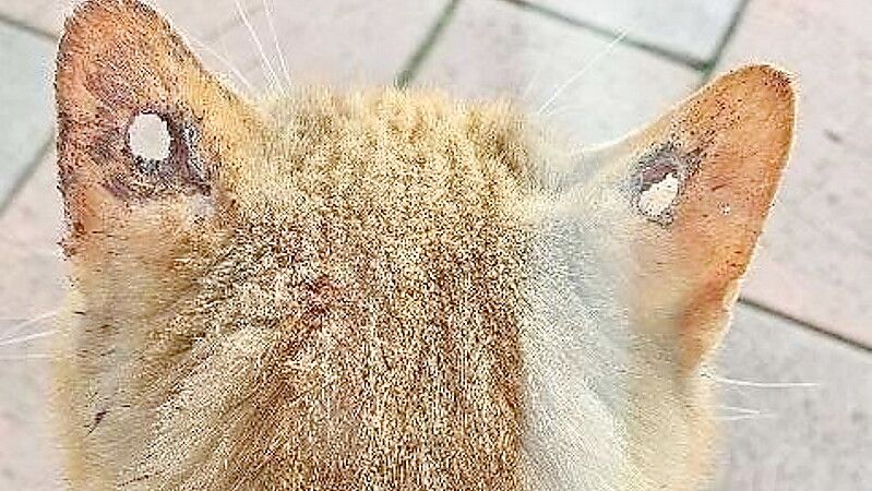 Große Löcher in den Ohrmuscheln wurden diesem rotgetigerten Kater in Leezdorf zugefügt. Foto: Polizei