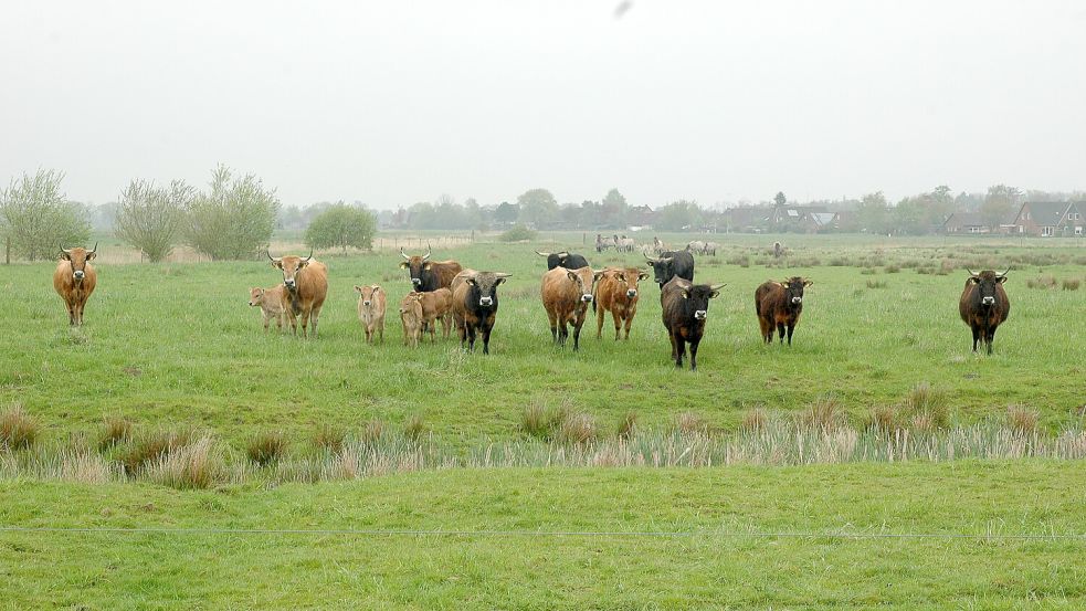 Ein Bild aus glücklichen Tagen in Coldam: die Heckrinderherde mit Nachwuchs. Foto: Wolters/Archiv