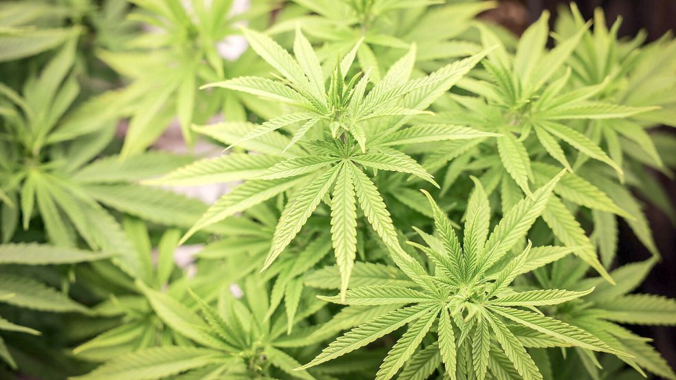 Cannabispflanzen wie diese wurden 2022 in Marienhafe und Osteel im großen Stil angebaut. Foto: DPA