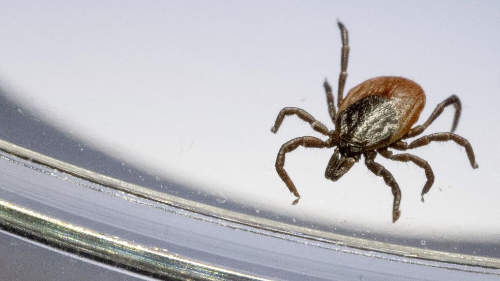 Der Gemeine Holzbock (Ixodes ricinus) ist die häufigste Zeckenart in Deutschland. (Archivbild) Foto: Marijan Murat/dpa