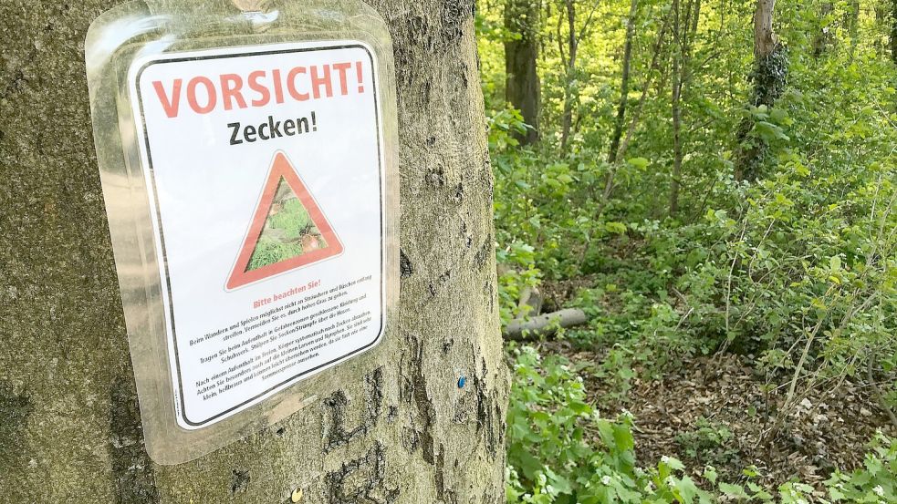 Zecken können unter anderem Lyme-Borrelien und FSME-Viren übertragen. (Archivbild) Foto: Julian Stratenschulte/dpa