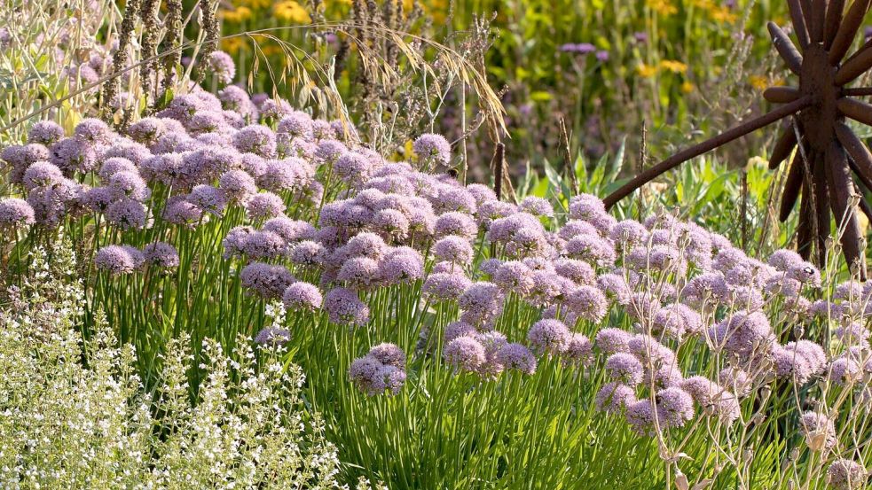 Dauerblüher im Beet: Ausdauernder Lauch wird auch unter dem Namen Berg-Lauch angeboten. Die mit 30 bis 40 Zentimeter Höhe kompakte Art hat einen Platz im Garten verdient. Als Pflanzpartner empfiehlt sich die Bergminze, die ähnliche Ansprüche hat. Foto: GMH/Andre Stade