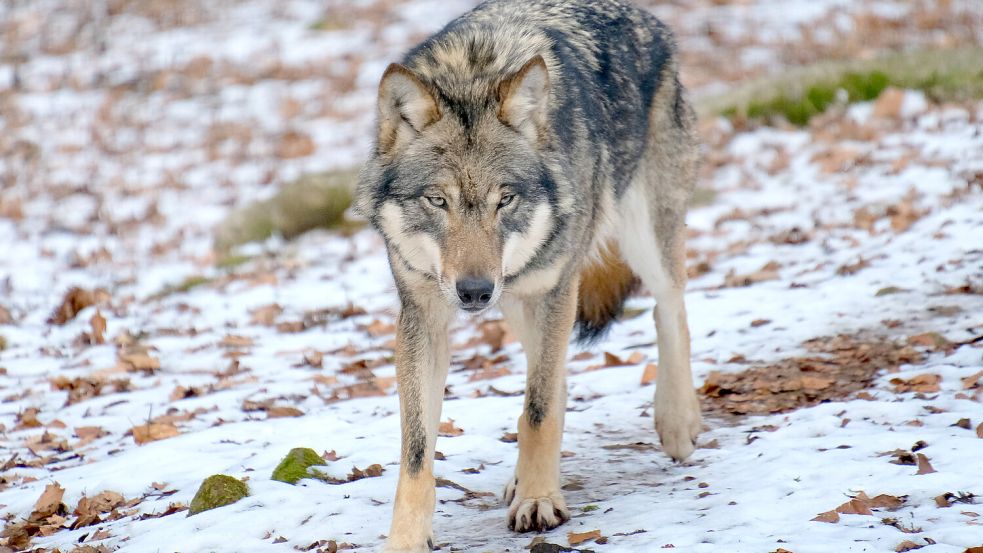 Seit 1979 steht der Wolf unter Schutz. Laut Bundesumweltministerium wurden 2022/2023 knapp 1400 Wölfe in Deutschland nachgewiesen. Foto: IMAGO/Martin Wagner