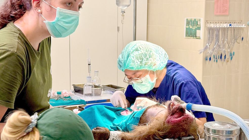 Die WFFT-Veterinärin Dr. Kwan bei ihrer täglichen Arbeit - hier operiert sie einen Bärenmakak. Foto: Carola Frentzen/dpa