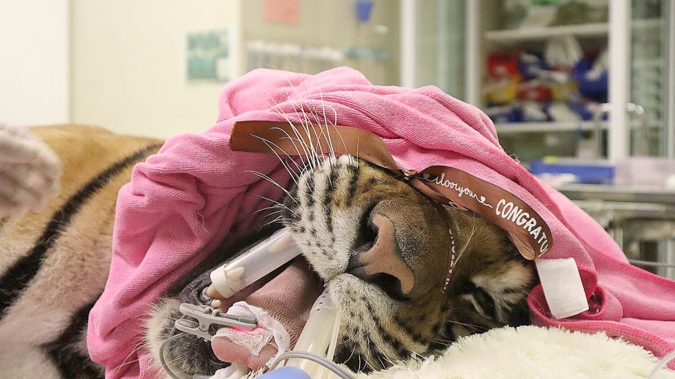 Ein Tiger wird in dem Krankenhaus behandelt. Foto: WFFT/dpa