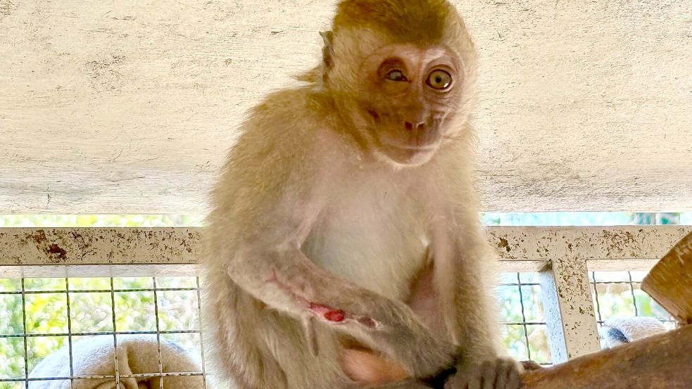 Die kleine Lantao hatte einen offenen Bruch am Arm - aber dank der Tierärzte bei WFFT ist sie auf dem Weg der Besserung. Foto: Carola Frentzen/dpa