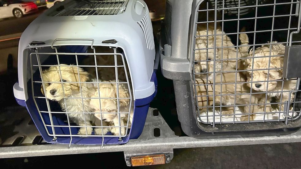 Die neun Hunde wurden dicht gedrängt transportiert und waren dehydriert. Foto: Hauptzollamt Braunschweig/dpa