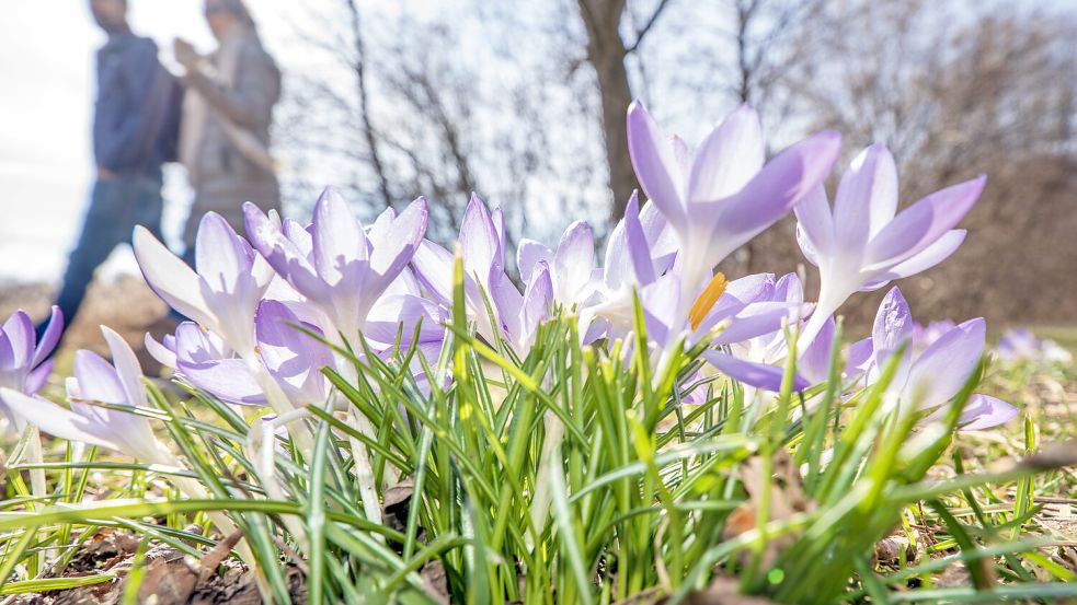 Wer einen Frühlingsspaziergang unternimmt, ist vielleicht geneigt, die eine oder andere Blume zu pflücken. Doch Obacht! Manche Pflanzen sind streng geschützt. Foto: IMAGO/Wolfgang Maria Weber