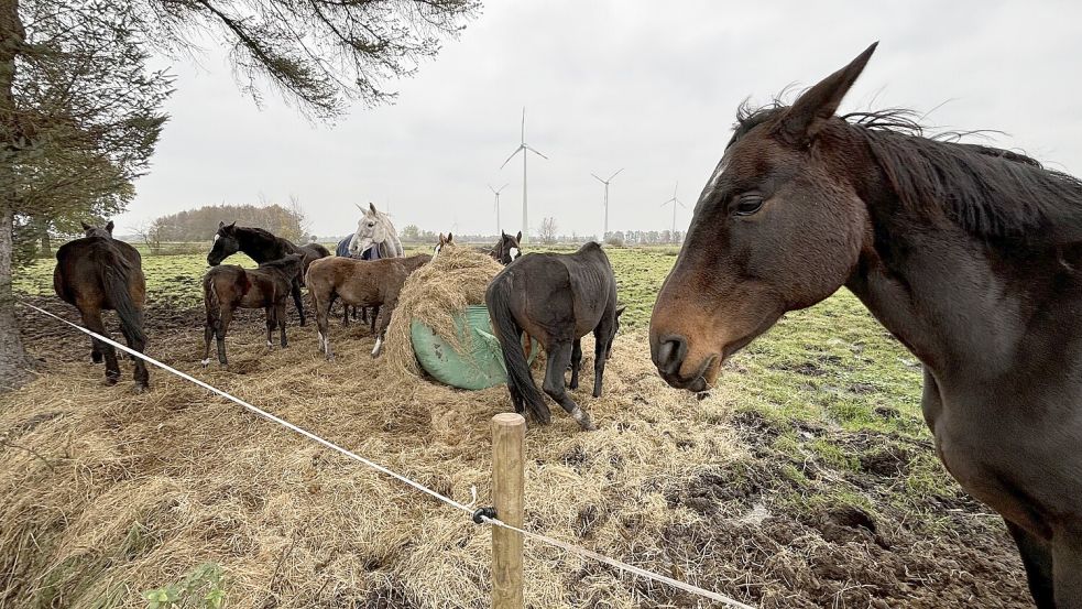 An diesem Zwischenstopp der Tiere in Großefehn fielen ein Fohlen und die Schimmelstute in den Schlot. Foto: Böning