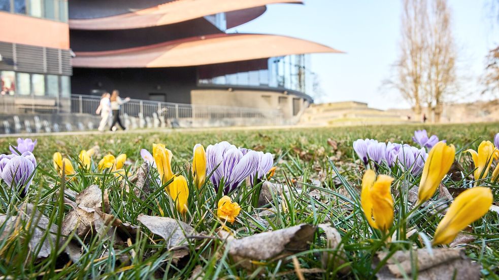 Die ersten Krokusse sind schon da - aber auch der Frost ist zurückgekehrt. Foto: dpa/Jörg Carstensen