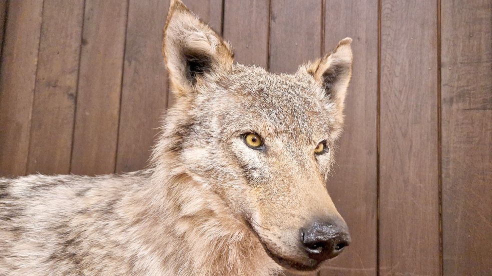 Diese Wölfin kam bei einem Autounfall in Völlenerfehn um. Sie wurde präpariert und ist jetzt im Schulungszentrum der Jägerschaft auf Gut Stikelkamp zu sehen. Foto: Gettkowski