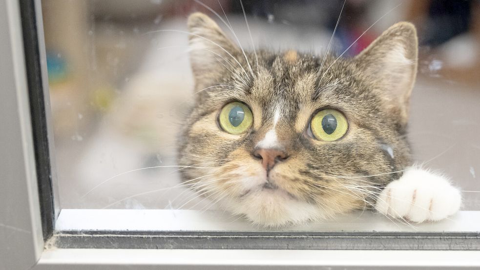 Die verwahrlosten Katzen sind in Sicherheit gebracht worden. Symbolfoto: Roessler/dpa