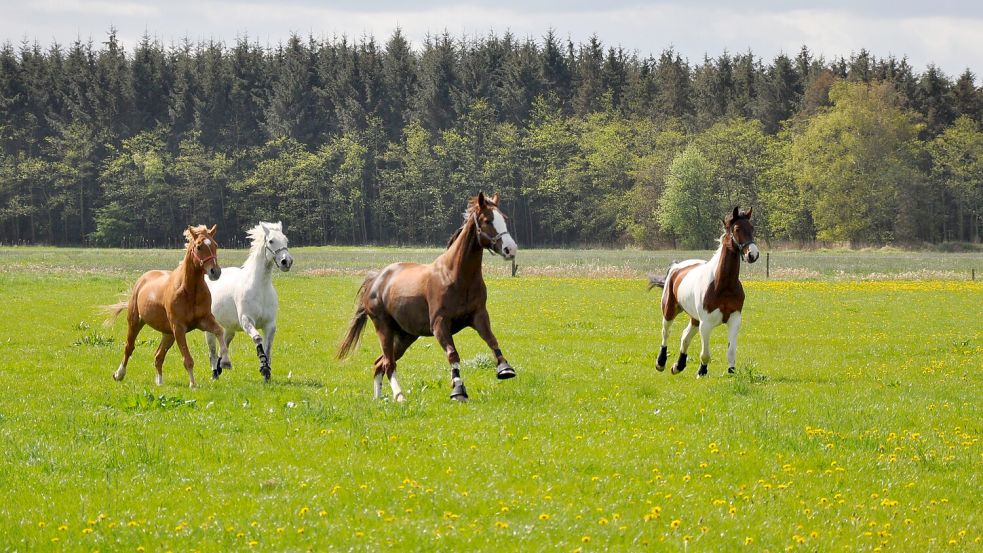Pferde verbringen in den Sommermonaten viel Zeit auf der Weide. Viele Tiere sind Tag und Nacht draußen. Die Gefahr, von einer Mücke gestochen zu werden, ist dementsprechend groß. Das Laves empfiehlt darum sogar in Verbreitungsgebieten, die Pferde abends reinzuholen. Foto: Ullrich