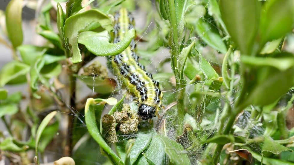 Buchsbaumzünsler richten große Schäden an. Aber wer weiß wann der richtige Zeitpunkt ist, kann sie durchaus bekämpfen. Foto: Thomas Brand