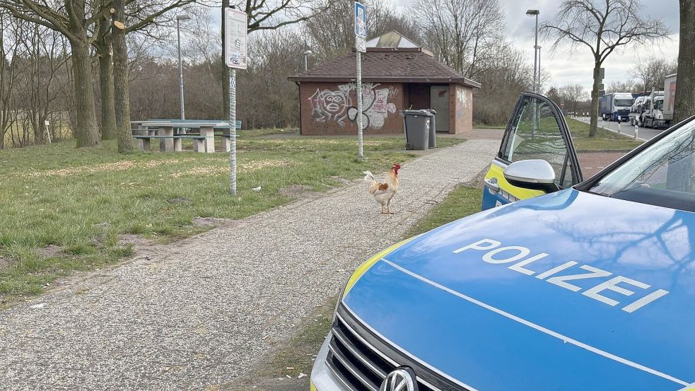 Hahn Hermann wurde von privaten Tierrettern eingefangen. (Archivbild) Foto: -/Polizei Leer/Emden/dpa