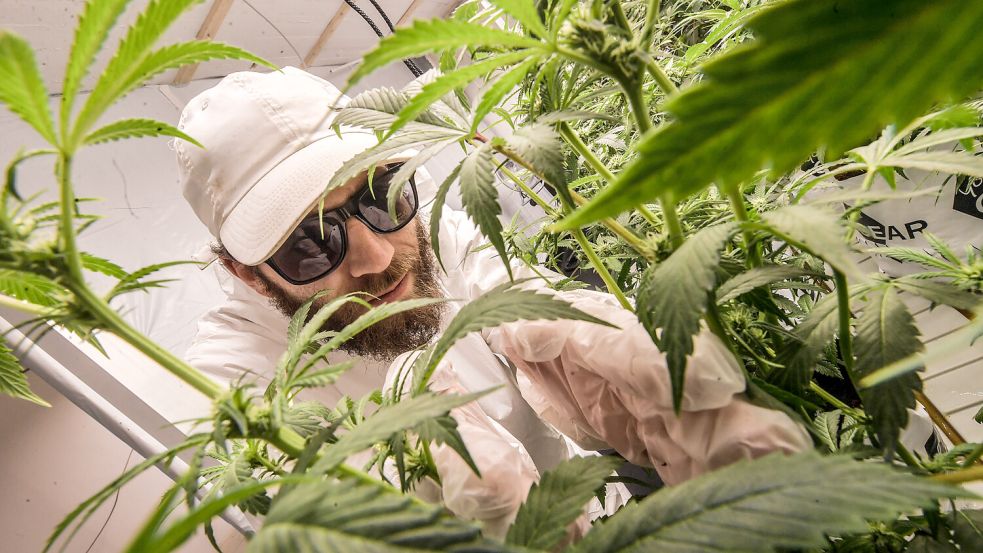 Marco Sousa Fernandes Inacio kümmert sich um die Cannabis-Pflanzen vom Verein „Grüner Anker“. Foto. Ortgies