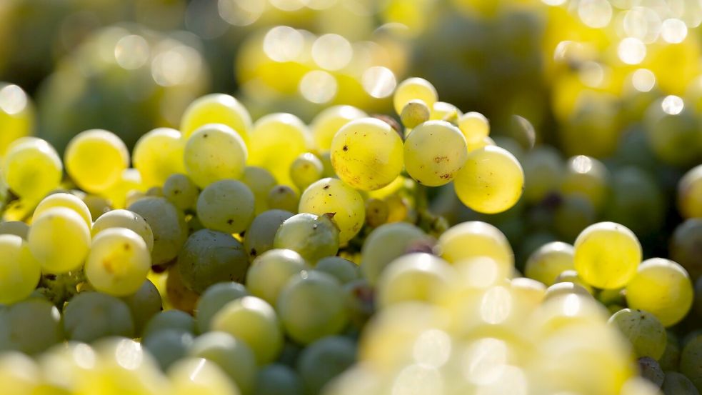 In den deutschen Anbaugebieten kam 2024 die drittniedrigste Weinmost-Menge der vergangenen 15 Jahre zusammen (Archivbild). Foto: Sebastian Kahnert/dpa