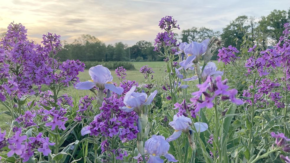 Ein schönes Paar: Nachtviolen, hier kombiniert zu Iris, duften herrlich und versamen sich selbst. Foto: Julia Kuhlmann