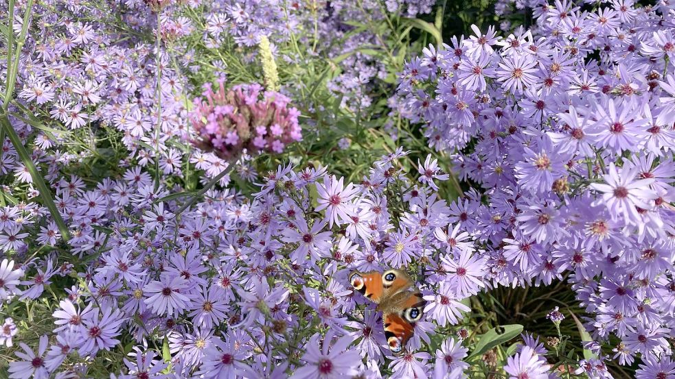 Aster mit Schmetterling: Wer bei der Pflanzung von Stauden etwas plant, hat für Blüten bis spät ins Jahr gesorgt. Foto: Julia Kuhlmann