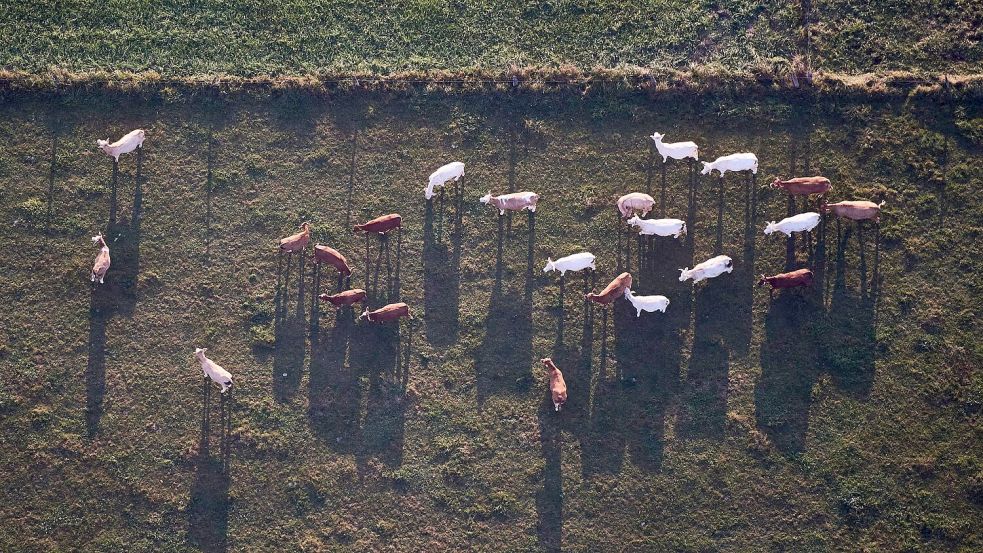 Das Sauerland hat wirtschaftlich bei weitem nicht nur Landwirtschaft zu bieten (Archivbild). Foto: picture alliance / dpa