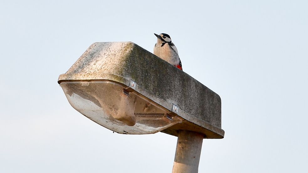 Der Specht sitzt ganz unschuldig auf einer Laterne in Greetsiel. Dann hämmert er wieder drauflos. Das klingt ein wenig wie Schüsse. Foto: Wagenaar