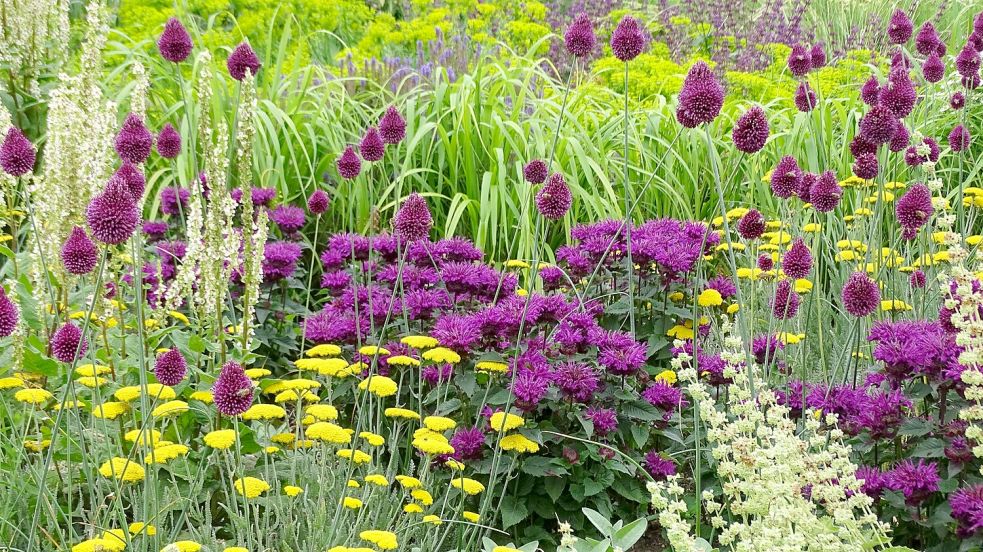 Edler Wettstreit: Sind es die purpurvioletten Blütenköpfe von Monarda und Kugellauch? Die gelben Teller der Schafgarbe oder das frische Gelbgrün von Chinaschilf und Wolfsmilch? Foto: GMH/Bettina Banse