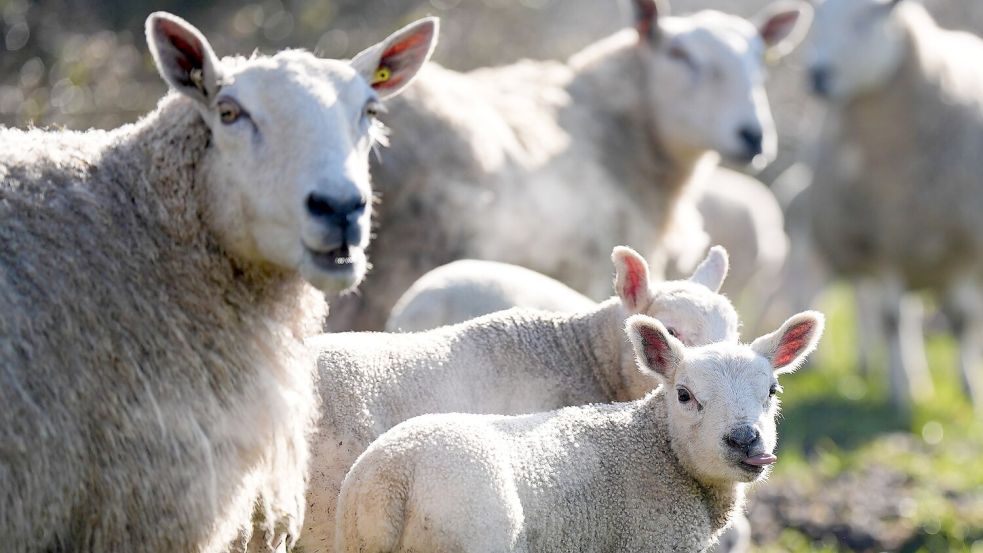 Erstmals wurde das Vogelgrippevirus in einem Schaf entdeckt. (Symbolfoto) Foto: Jacob King/PA Wire/dpa