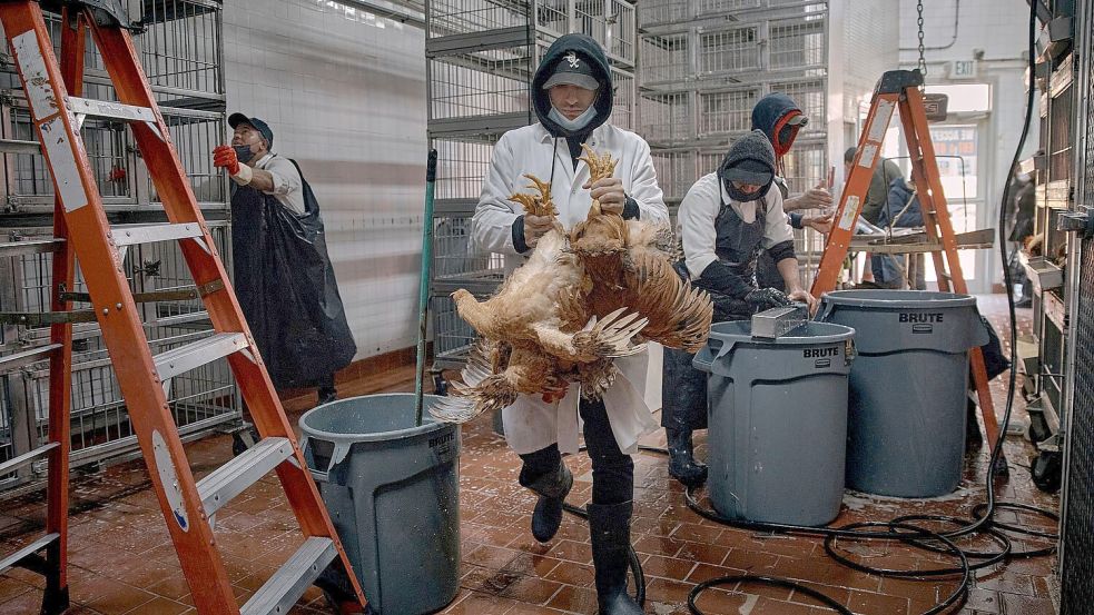 Angestellte säubern Käfige und bringen Hühner zur Schlachtung in einem Geflügelgeschäft. Foto: Andres Kudacki/AP/dpa
